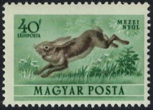 European Hare (Lepus europaeus)