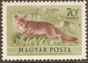 Red Fox (Vulpes vulpes)