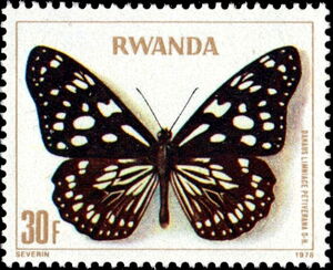 Milkweed Butterfly (Danaus limniace petiverana)