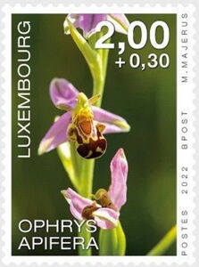 Bee Orchid (Ophrys apifera)
