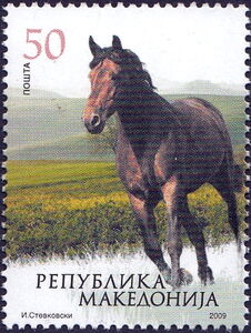 Horse (Equus ferus caballus)