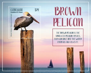 Brown Pelican