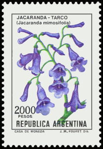 Jacaranda-Tarco (Jacaranda mimosifolia) - Phosphor