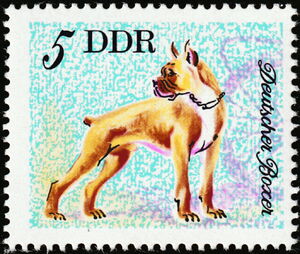 German Boxer (Canis lupus familiaris)