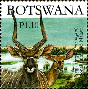 Nyala (Tragelaphus angasii) 