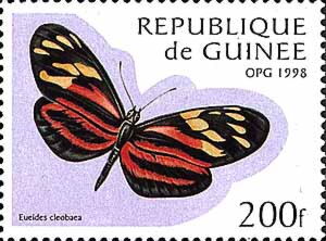 Isabella's Longwing (Eueides cleobaea)