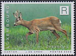Western Roe Deer (Capreolus capreolus)