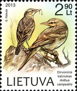 Tawny Pipit (Anthus campestris)
