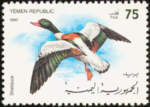 Shelduck (Tadorna tadorna)