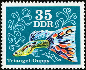 Stamp: Triangle Guppy (Poecilia reticulata) (Germany, Democratic ...