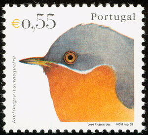 Western Subalpine Warbler (Curruca iberiae)