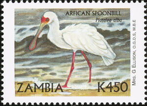African Spoonbill (Platalea alba)