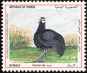 Helmeted Guineafowl (Numida meleagris)