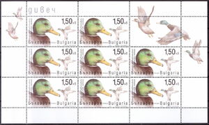 Mallard (Anas platyrhynchos)