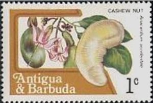 Cashew Nut (Anacardium occidentale)