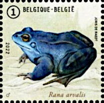 Moor Frog (Rana arvalis)