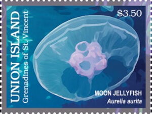 Moon Jellyfish (Aurelia aurita)