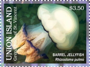 Berrel Jellyfish (Rhizostoma pulmo)