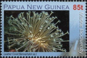 Leather Coral (Sarcophyton sp.)