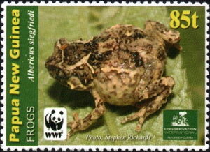 Mount Elimbari Narrow-mouthed Toad (Albericus siegfriedi)
