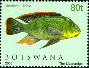 Redbreast Sunfish (Lepomis auritus)