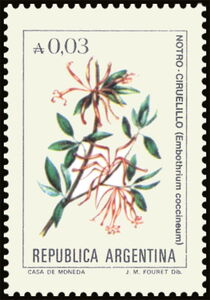 Notro Ciruelillo (Embothrium coccineum)