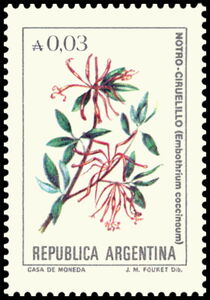 Notro Ciruelillo (Embothrium coccineum)