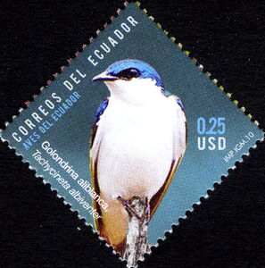 White-winged Swallow (Tachycineta albiventer)