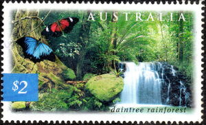 Daintree Rainforest