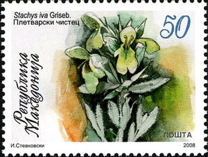 Stachys iva Griseb