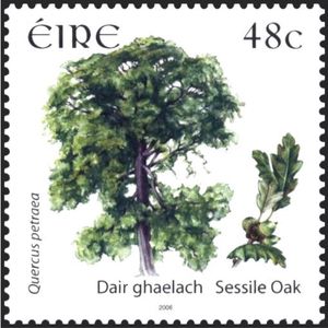 Sessile Oak (Quercus petraea)