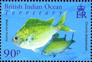 Black-axil Chromis (Chromis atripectoralis)