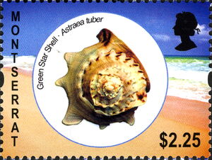 Green Star Shell (Astraea tuber)