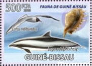 Fauna - Dolphins & Shells