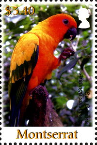 Sun Conure (Aratinga solstitialis)