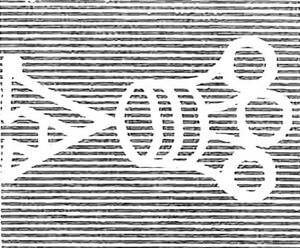 Black Swan (Cygnus atratus)