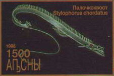 Stylophorus chordatus