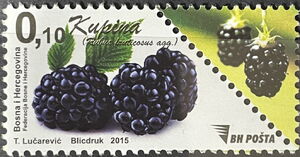 Berries - Blackberry