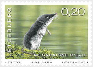 Eurasian Water Shrew (Neomys fodiens)