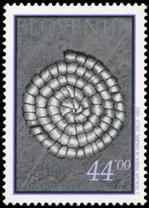 Fossil Schwagerina Carniolica