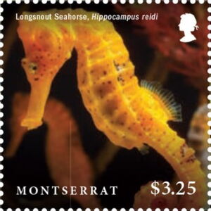 Longsnout Seahorse (Hippocampus reidi)