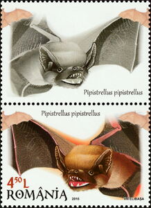 Common Pipistrelle (Pipistrellus pipistrellus)