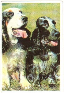 Pocket Calendar: Setter (Russia(Dogs) Col:RUS-1996-Dog-004.05