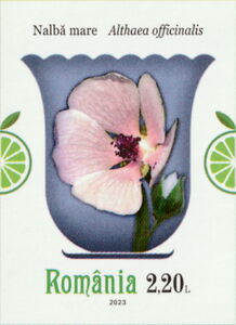 Marsh Mallow (Althaea officinalis)