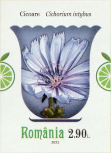 Chicory (Cichorium intybus)