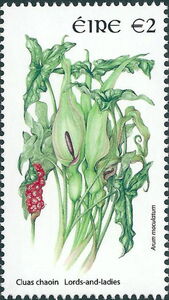 Lords and Ladies (Arum maculatum)