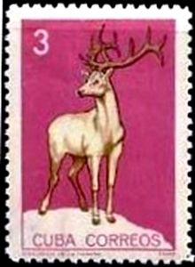Merriam's Elk (Cervus canadensis merriami)