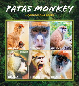 Patas Monkey (Erythrocebus patas)
