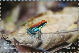 Ecuador Poison Frog