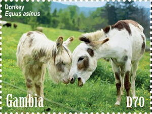 Colnect Item Picture